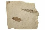Two Oligocene Fossil Leaves - France #254212-1